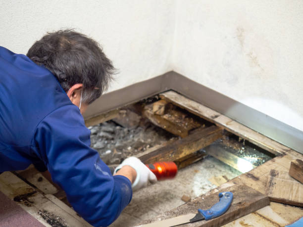 Best DIY Mold Remediation Support Services in Raintree Plantation, MO