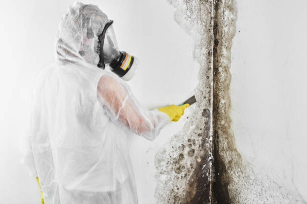 Best Industrial Mold Remediation in Raintree Plantation, MO