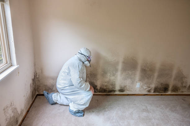 Best White Mold Remediation in Raintree Plantation, MO